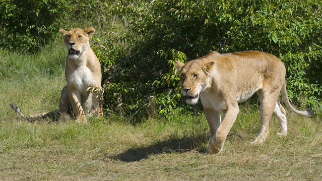 ¿Copulan los animales por placer?