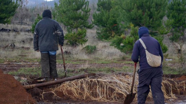 Conadi alista entrega de tres fundos a comunidades mapuche en Ercilla