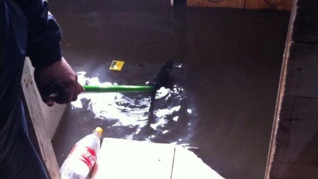 Once viviendas anegadas por aguas servidas tras colapso de alcantarillado en San Bernardo