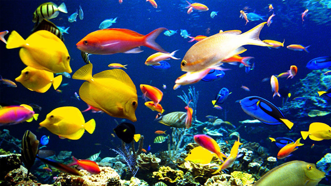 Experimento descarta poca memoria de los peces