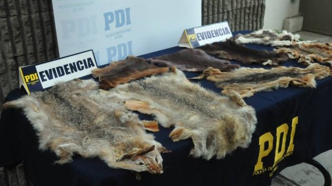 PDI detuvo a hombre que vendía pieles de especies protegidas en Rancagua