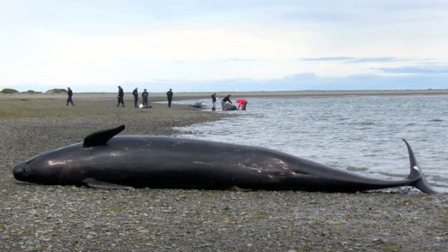 Cuatro ballenas fueron encontradas muertas en una playa de Irlanda