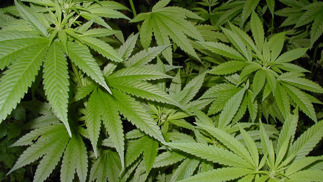 Estado de Washington comienza esta semana la venta legal de marihuana