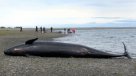 Cuatro ballenas fueron encontradas muertas en una playa de Irlanda