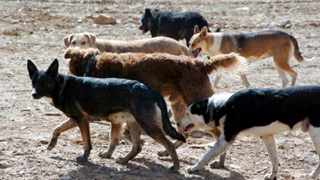 Ataque de perros callejeros mató a varios animales del zoo de Mendoza