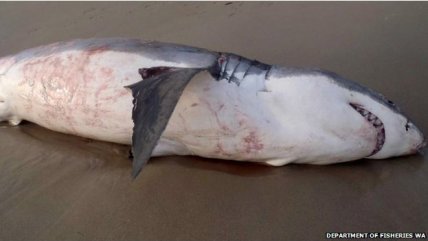  El tiburón que se atragantó con un león marino  
