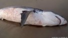 El tiburón que se atragantó con un león marino australiano