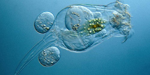 Si los humanos desaparecemos, ¿qué animal se volverá dominante?