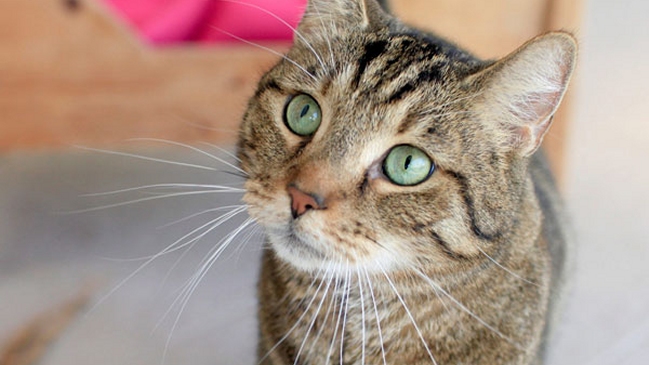 Imagen foto_00000015