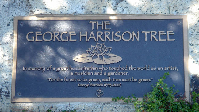  Árbol en honor a George Harrison fue destruido por plaga de escarabajos  