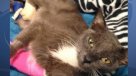 Gato sobrevivió a un atropello, disparos y apedreamiento en Florida