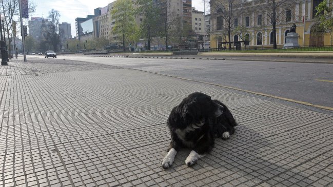 Proyecto que regula tenencia de mascotas fue enviado al Senado
