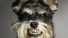 Los perros también pueden ser celosos