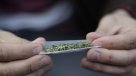 Experto: La percepción del consumo de marihuana está menos demonizada
