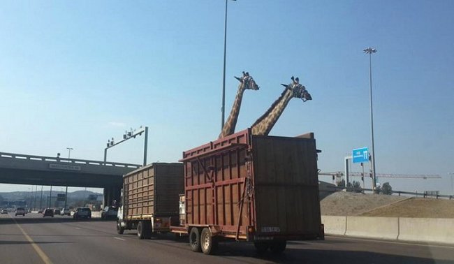 Jirafa que era transportada por autopista murió al chocar contra un puente