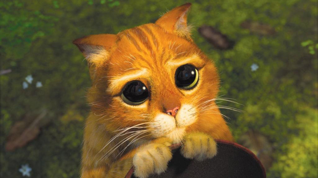 Los 10 gatos más adorables de la red