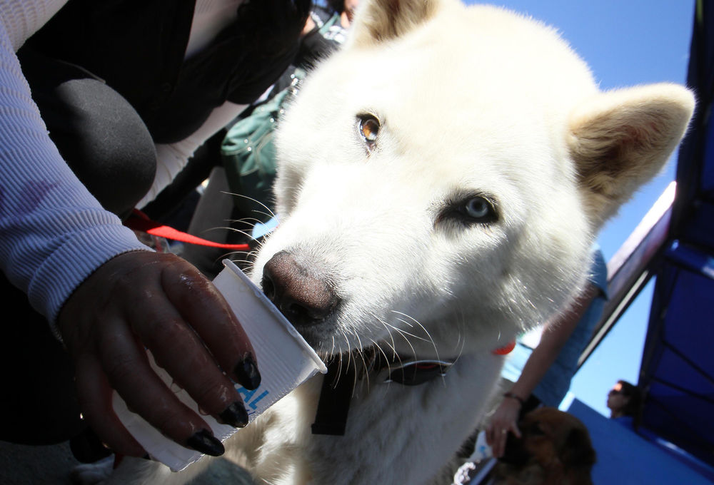 ¿Qué alimentos les hacen daño a las mascotas?