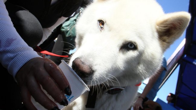 ¿Qué alimentos les hacen daño a las mascotas?
