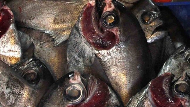 Rusia reabrió su mercado para 18 proveedores de pescado peruanos