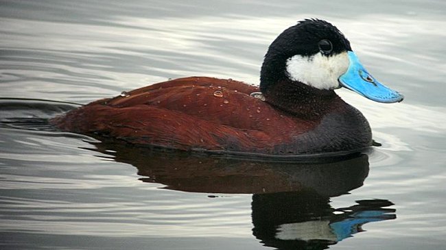 ¿Por qué el gobierno británico gasta 5.000 dólares para matar a este pato?
