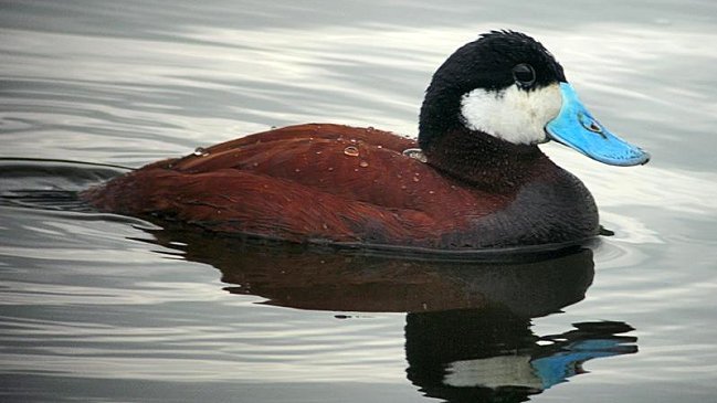¿Por qué el gobierno británico gasta 5.000 dólares para matar a este pato?