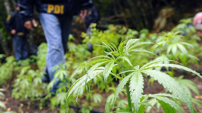PDI decomisó 700 kilos de marihuana en la Región de Antofagasta