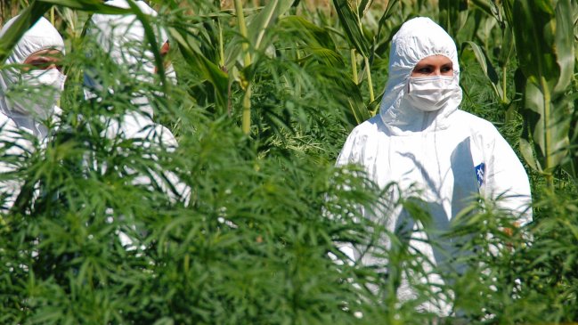 Allanaron el mayor centro de acopio de marihuana descubierto en Paraguay