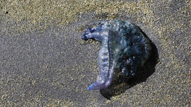 Seremi de Salud levantó restricciones en el Maule por 