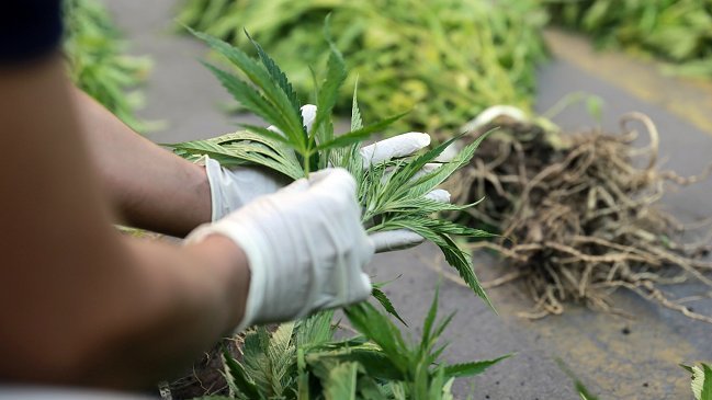 Alcalde de La Florida anuncia 