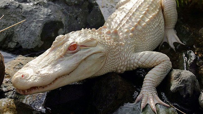 Cocodrilo albino devoró a pescador australiano