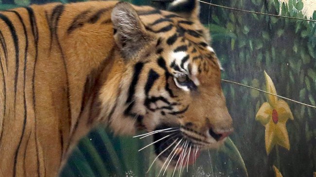 India: Matan a tigre que se comió a siete personas en cinco meses