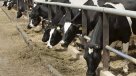 Cerdo, pollo o res: ¿qué carne hay que comer para ser más ecológicos?