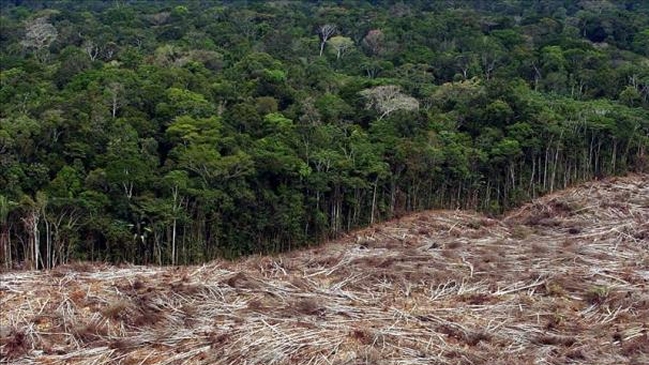 Brasil: Indígenas desalojaron a madereros ilegales de sus tierras