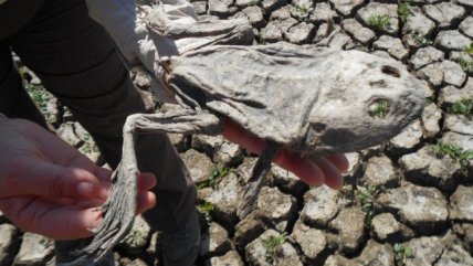   ¿Por qué la rana grande chilena está en riesgo de desaparecer? 