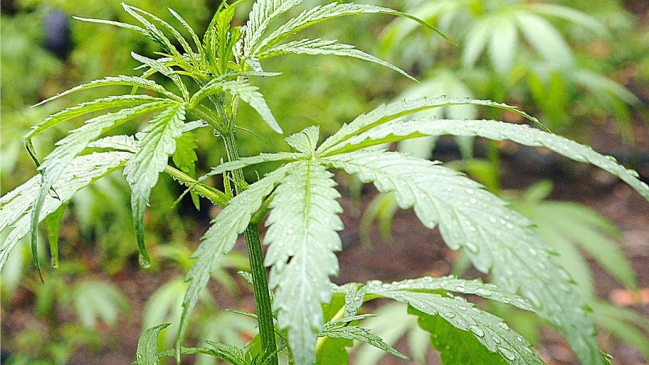 Experto por plantación de marihuana en La Florida: Es un paso en la dirección correcta