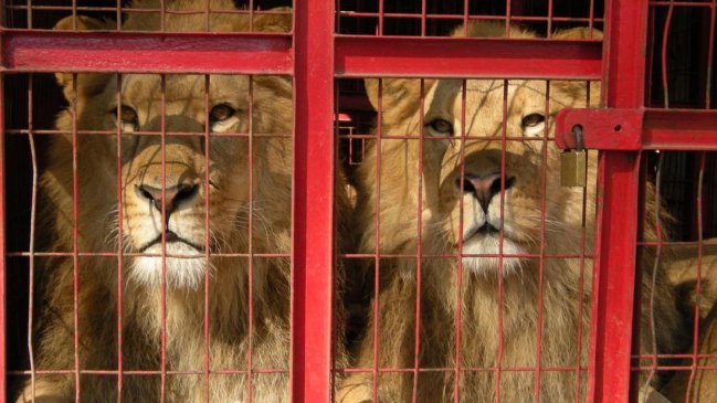 ONG llamó a no visitar circos con animales