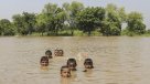 Dramáticos rescates tras inundaciones en Pakistán