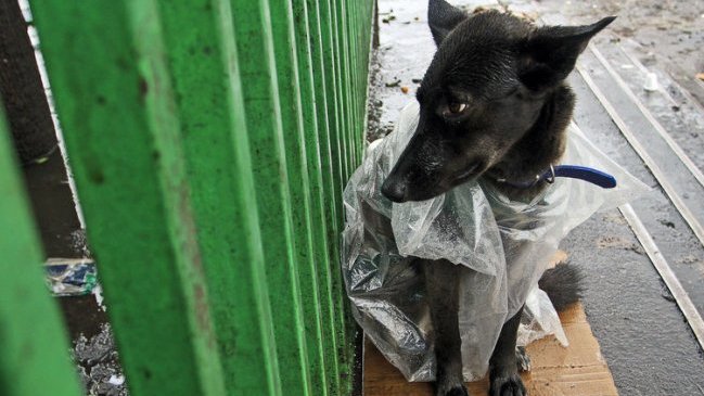 Vietnam sacrifica cinco millones de perros anuales para comérselos