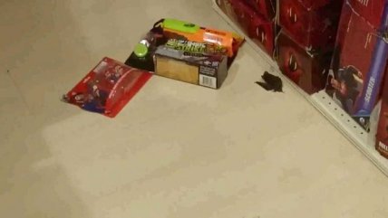   Murciélago apareció en juguetería de tienda comercial en Temuco 
