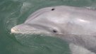 Comienza en Japón una nueva temporada de la controvertida pesca de delfines