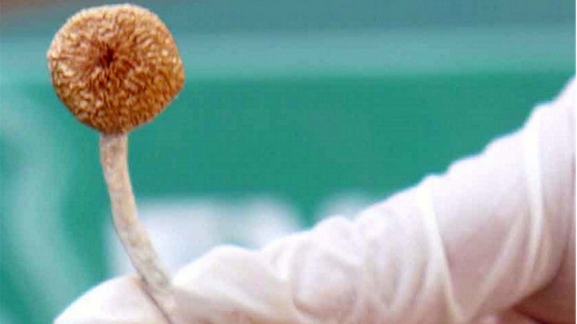 PDI incautó más de 300 hongos alucinógenos en Valparaíso