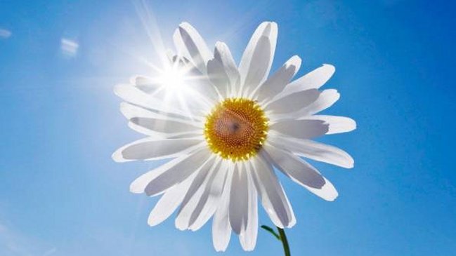 Conoce el momento exacto en que empieza la primavera