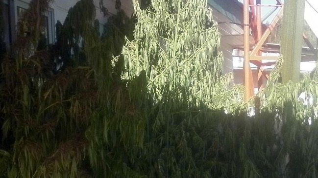 Madre denunció a su hijo por tener plantas de marihuana en su casa