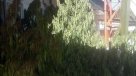 Madre denunció a su hijo por tener plantas de marihuana en su casa