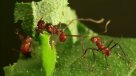 ¿Pesan todas las hormigas juntas más que toda la humanidad?