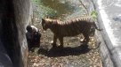 Tigre mató a joven en un zoológico de la India