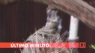 Revelan primeras imágenes de \