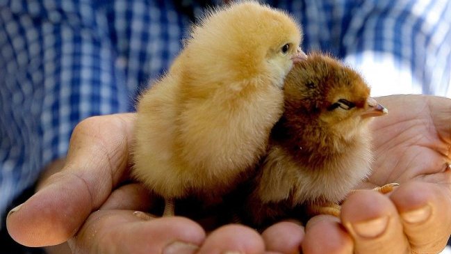 Sernac evalúa compensar a los consumidores por 