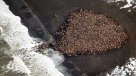 Cantidad récord de morsas llega a costa de Alaska
