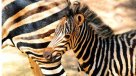 Cría de cebra es la nueva atracción del Zoológico Nacional